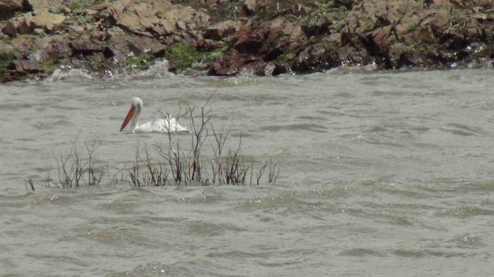 Pelikan Ailesi Kars Barajı’nda Görüntülendi