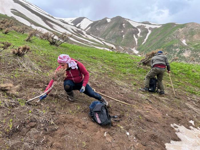 Pancar Toplamak İçin Dağlara Tırmanıp Kilometrelerce Yürüyorlar