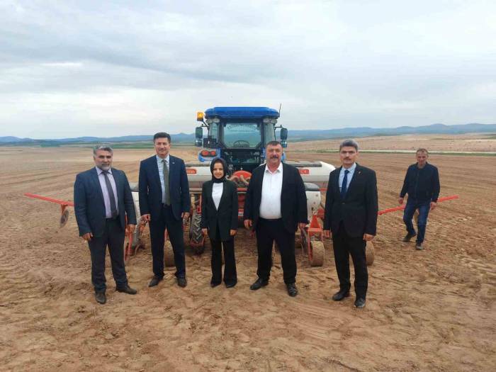 Beylikova’ya Ayçiçeği Ve Sorgum Tohum Desteği