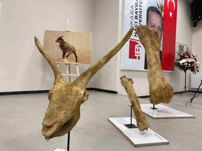 Afrika’daki Hayvanların 7,5 Milyon Yıl Önce Anadolu’da Yaşadığı Keşfedildi