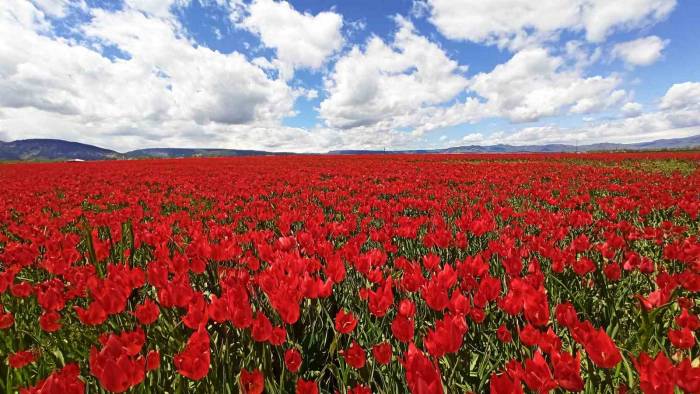Muş Ovası’nı Kırmızıya Bürüyen Lalelerden Kartpostallık Görüntüler