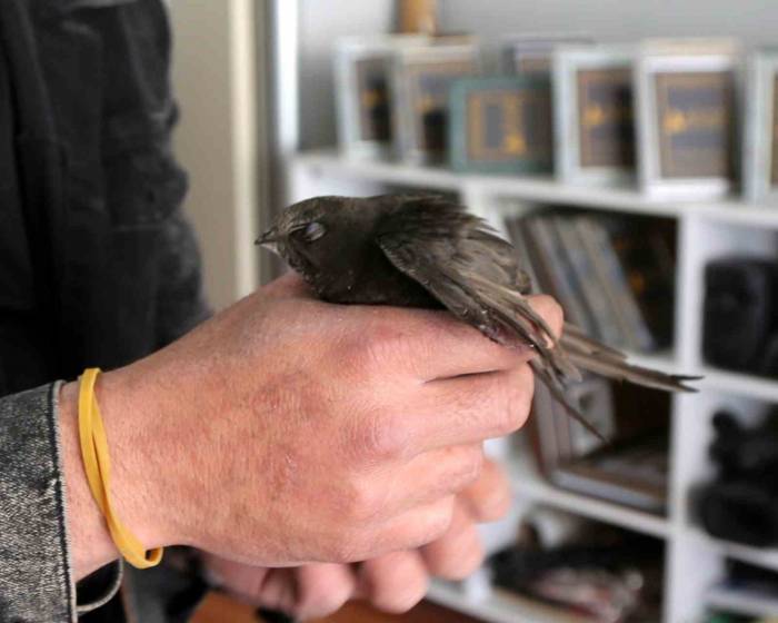 Ebabil Kuşu Sivas’ta Yaralı Olarak Bulundu
