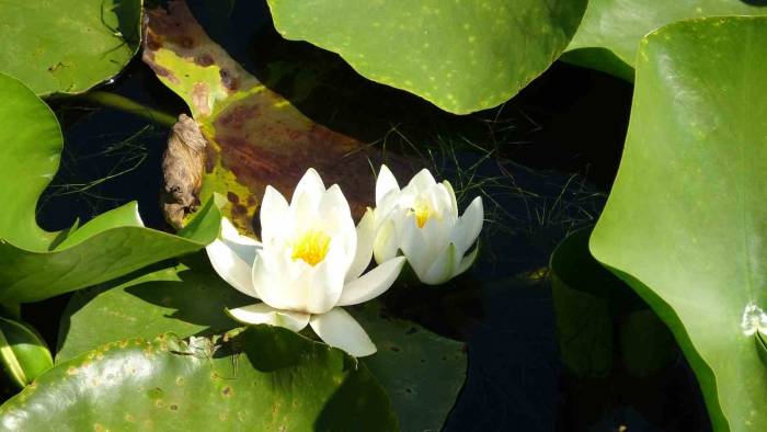 Bu Çiçeği Koparmanın Cezası 244 Bin Tl