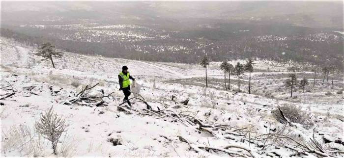 Domaniç’te 30 Hektar Sahaya Ekilen Tohumlar Filizlenmeye Başladı