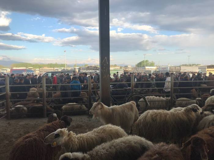 Iğdır Hayvan Pazarında Yoğunluk