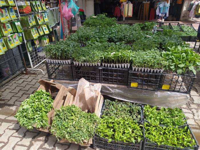 Van’da Fide Ve Tohum Satışları Başladı