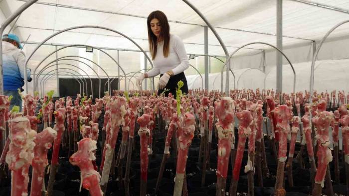 Yozgat’ta Bağcılığın Gelişmesi İçin Bilimsel Çalışmalar Devam Ediyor