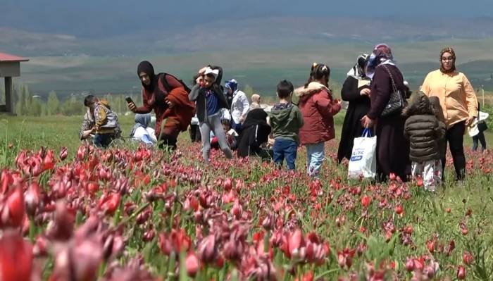 Depremzedeler Lale Tarlasında Depremin Olumsuzluklarını Unutuyor