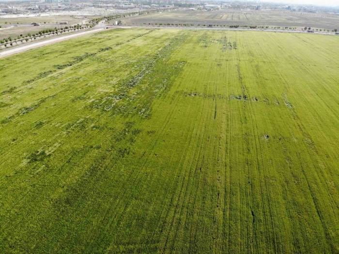 Karadeniz’den Çıkan Doğal Gazla Kurulacak Gübre Fabrikaları Çiftçileri Umutlandırdı
