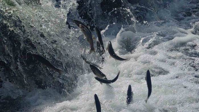 İnci Kefalinin Muhteşem Yolculuğu Başladı
