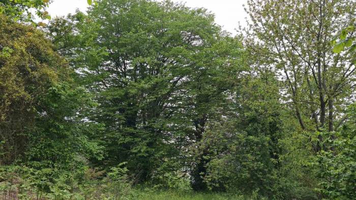 Çin’de Çıkan ’katil’ Gal Arısı Alaplı Ormanlarında Tespit Edildi