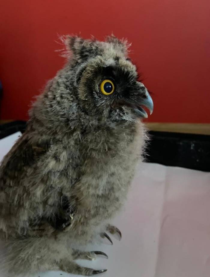 Yaralı Bulunan Baykuş Ekiplerin Maskotu Oldu