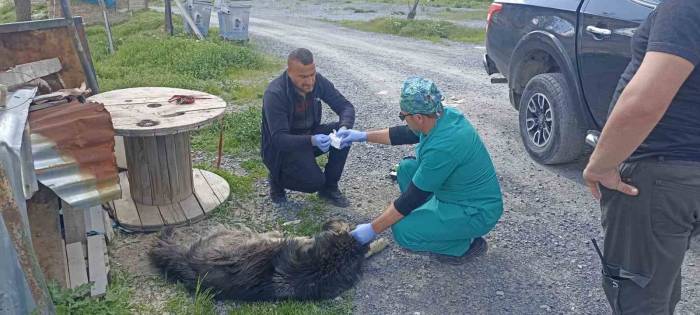 Yılanların Isırdığı Köpeklere Belediye Sahip Çıktı