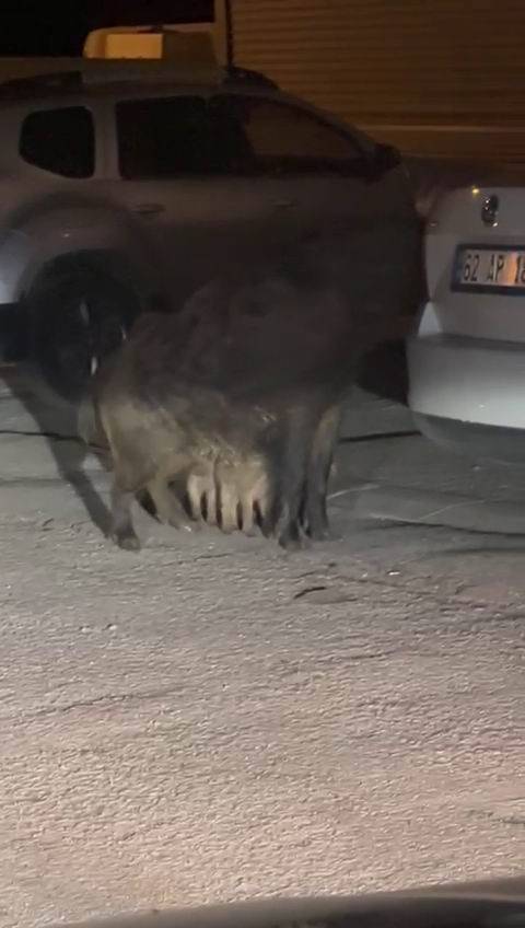Tunceli’de Yaban Domuzları, Yavrularıyla Birlikte Yerleşim Yerine İndi