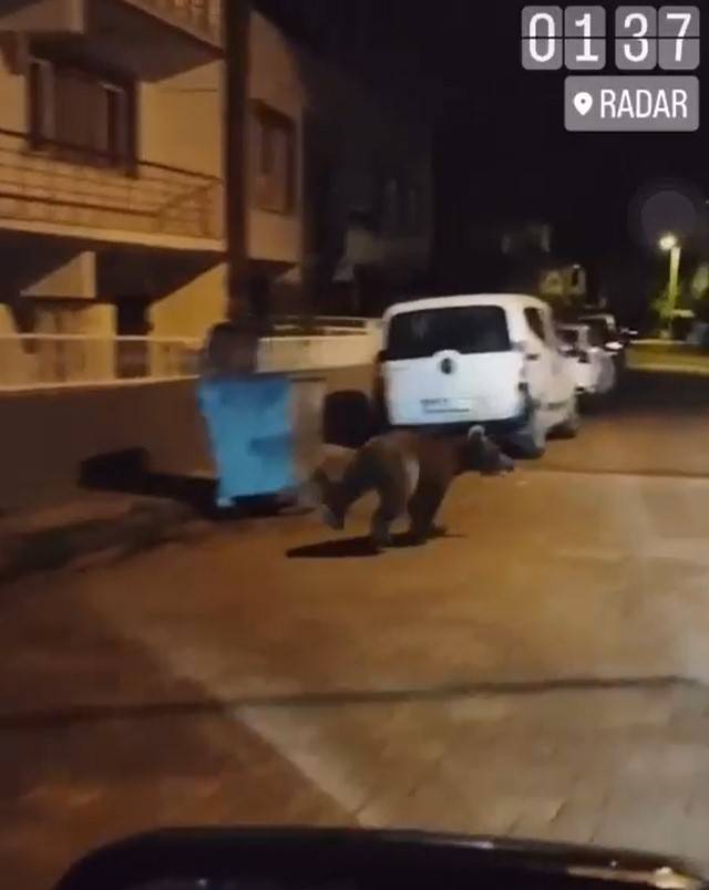Yalova’da Şehir Merkezine Ayı İndi