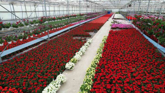 Süs Bitkileri Sektöründe Anneler Günü Telaşı