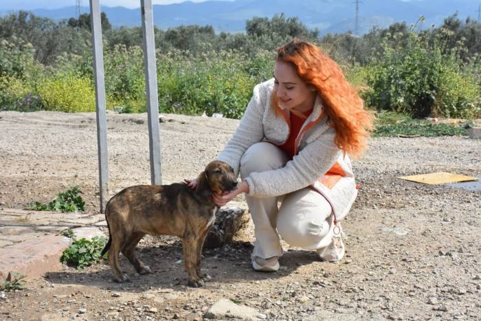 Sokaktaki Canlar Edremit Belediyesi’ne Emanet
