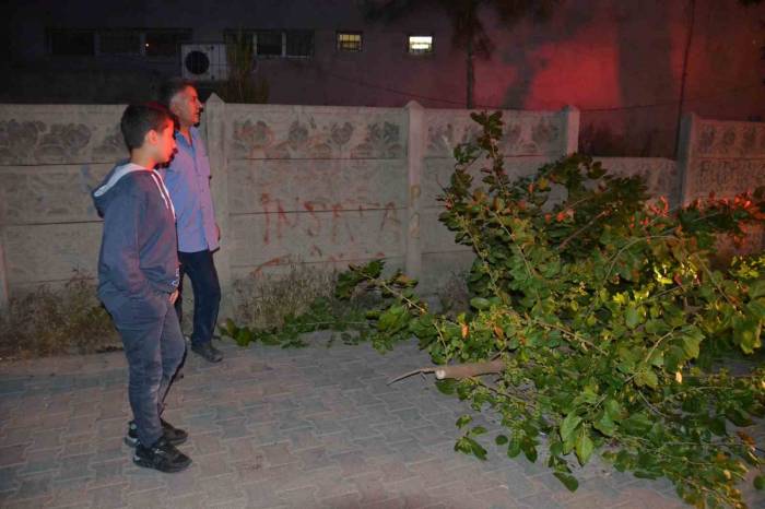 Batman’da Sokağa Devrilen Ağaç İtfaiye Ekipleri Tarafından Kaldırıldı