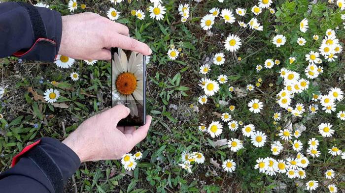 Papatyalar Doğayı Süsledi