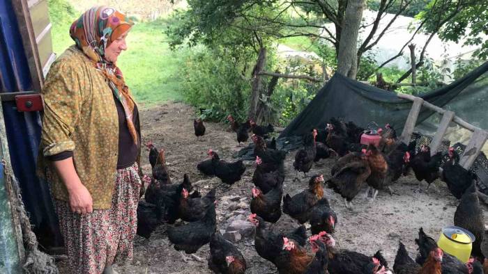 Üreticilere Yüzde 50 Hibeli Yumurta Tavuğu