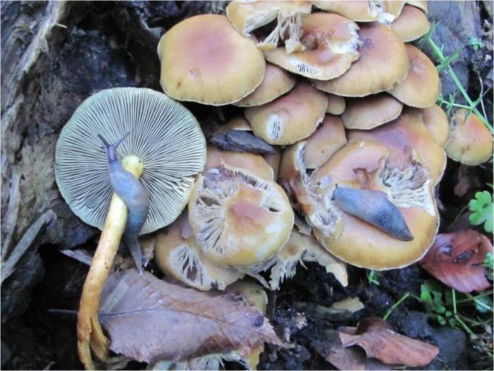 Türkiye’de Mantar Ölümlerinin Yüzde 95 ’köygöçüren’ Mantarından Kaynaklanıyor