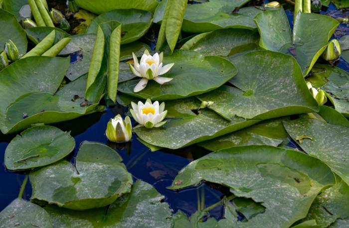 Koruma Altındaki Nilüferler Görsel Şölen Sunuyor