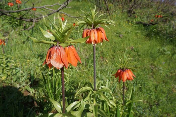 Şırnak’ta Ters Laleler Son Demlerini Yaşıyor