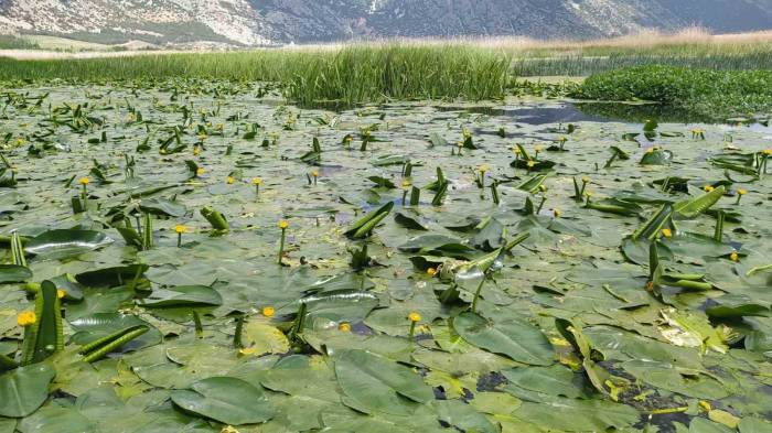 Işıklı Gölü’nde Nilüfer Şöleni Başlıyor