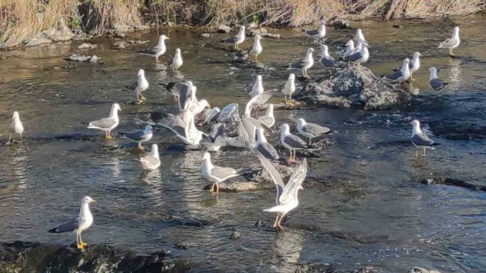 Martıların İnci Kefali Avı