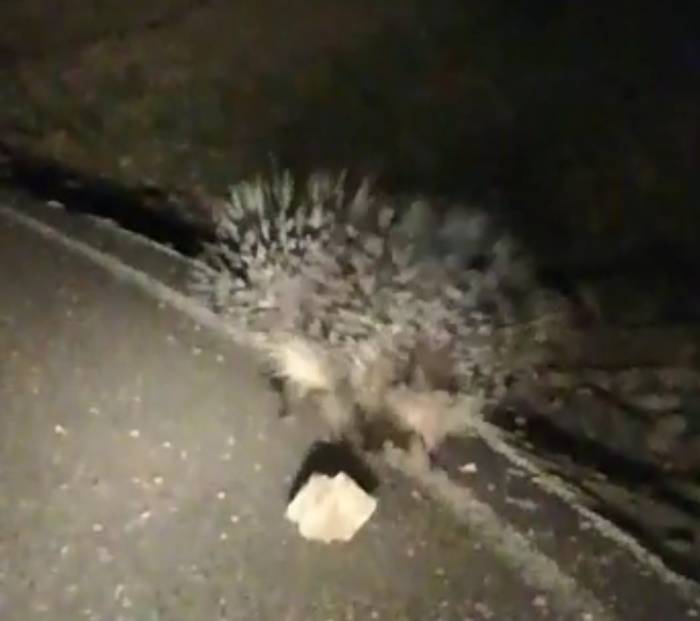 Oklu Kirpilerin Gece Gezintisi Vatandaşın Cep Telefonu Kamerasına Yansıdı