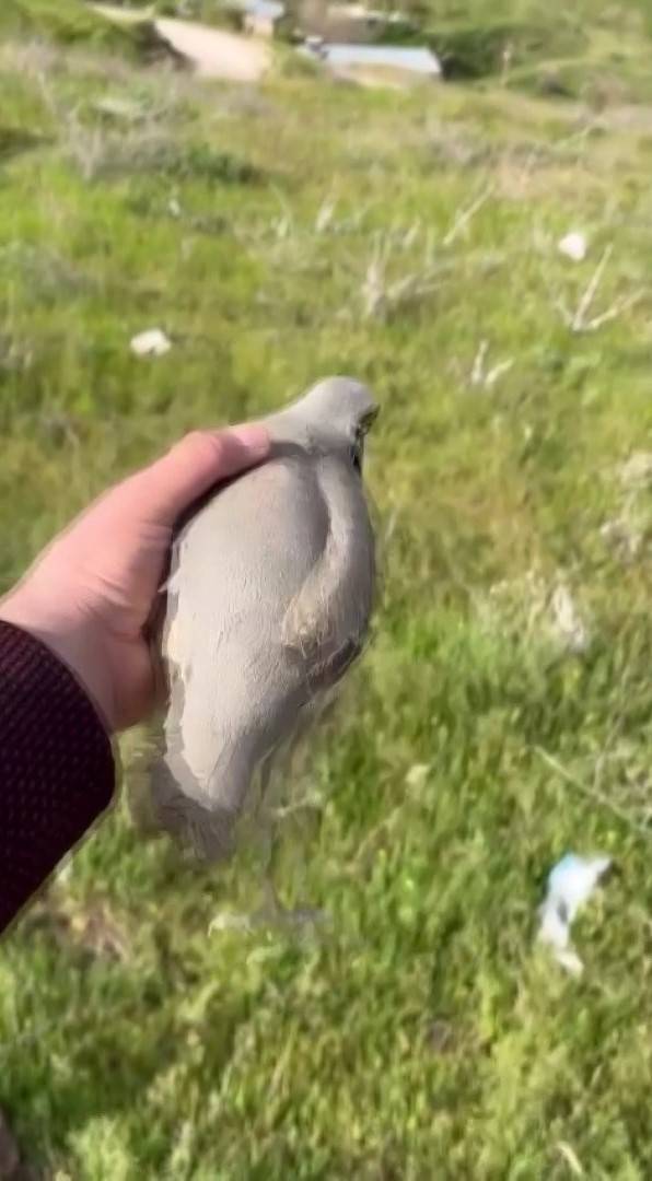 Yaralı Bulduğu Kekliğin Tedavisini Yaptıktan Sonra Doğaya Saldı