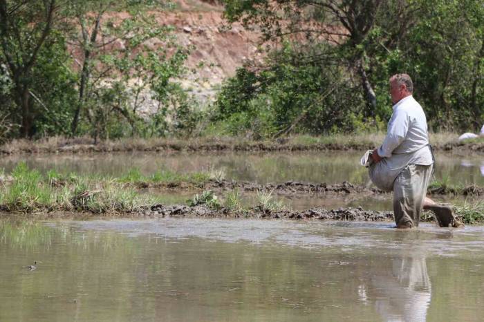 "çeltik Ekimi" Gecikmeli Başladı