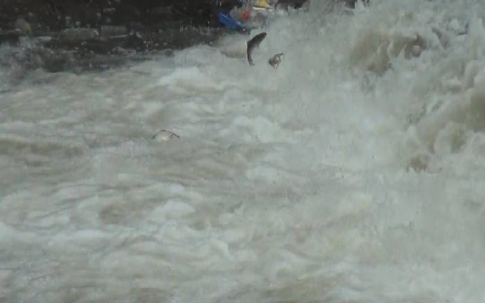 Kars’ta Balıkların ’ölüm’ Göçü Başladı