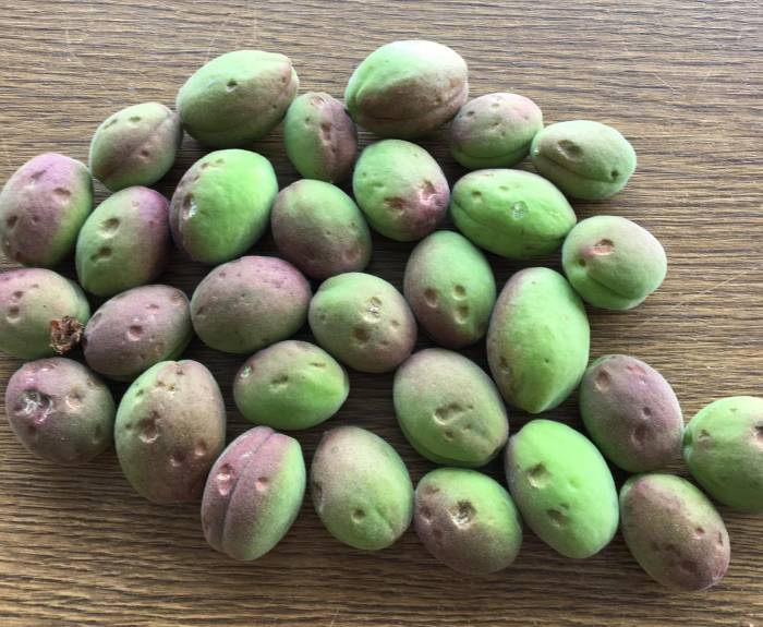 Malatya’da Dolu, Kayısı Bahçelerine Zarar Verdi