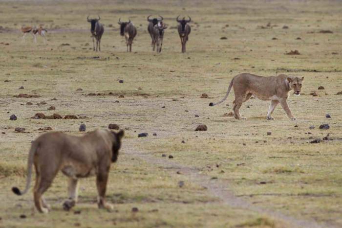 Kenya’da 6 Aslan Ölü Bulundu