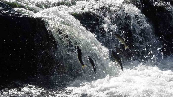 İnci Kefallerini Bekleyen Zorlu Yolculuk