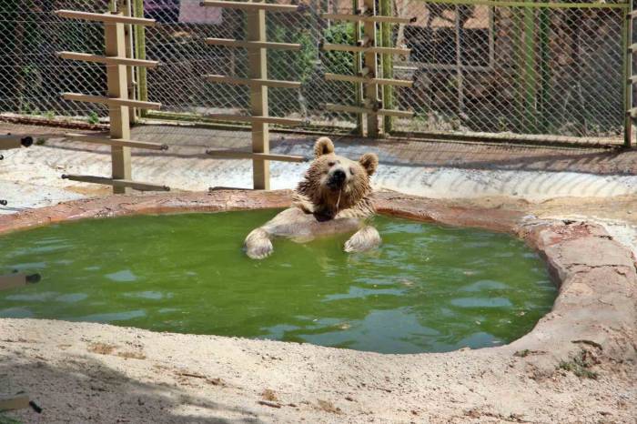 Sıcaktan Bunalan Boz Ayı Ailesinin Havuz Keyfi