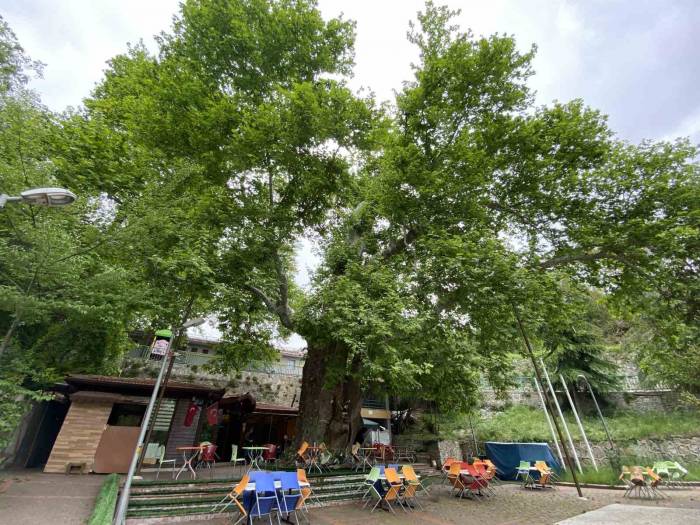 Tarihi Çınar Ağacı Yıllara Meydan Okuyor