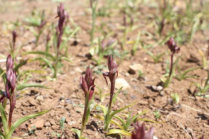 Ergani’de Salep Yetiştiriciliğine 1 Milyon 507 Bin 128 Tl Tahsis Edildi