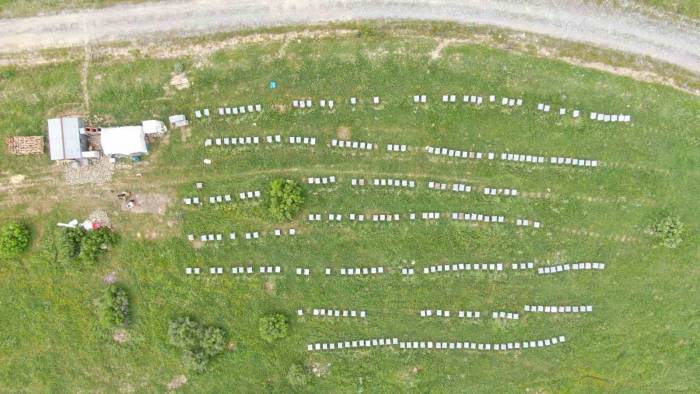 Aylardır Diyarbakır’da Olan Gezgin Arıcı 2,5 Ton Rekolte Bekliyor