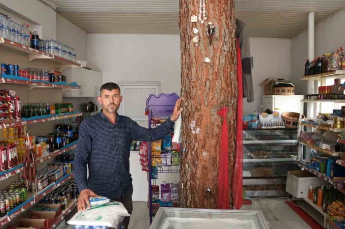 İş Yerinin Ortasından Geçen Ağaç Dikkat Çekiyor