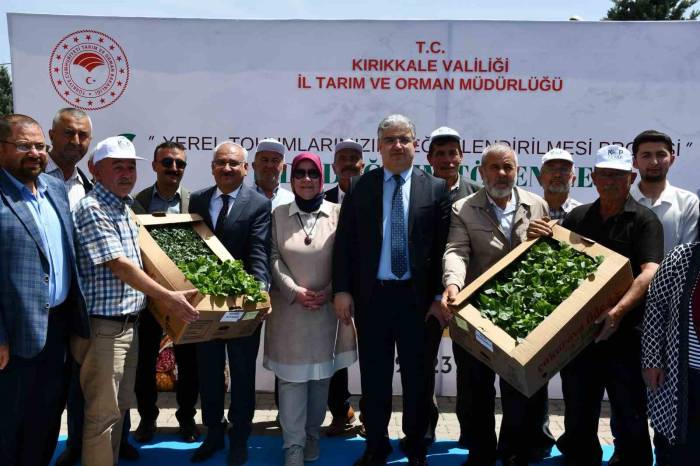 Kırıkkale’de Çiftçilere 20 Bin Fide Dağıtıldı
