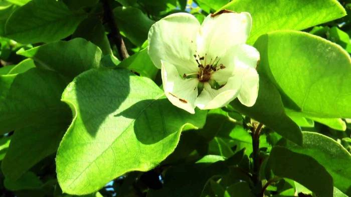 Adına Şarkılar Yazılan Dalların Altın Sarısı Ayva Çiçek Açtı