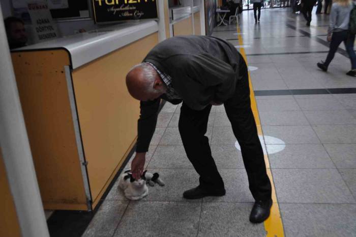 Otogarı Mesken Edinen ’paslak’ Yazıhanenin Maskotu Haline Geldi