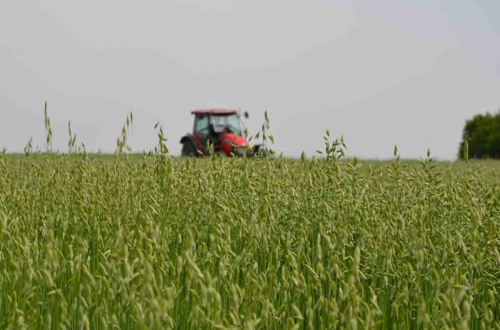 Saray’da ’tarla Günü’ Düzenlendi