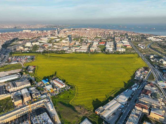 Istanbul’da Kanola Tarlası Manzarası Görenleri Mest Etti