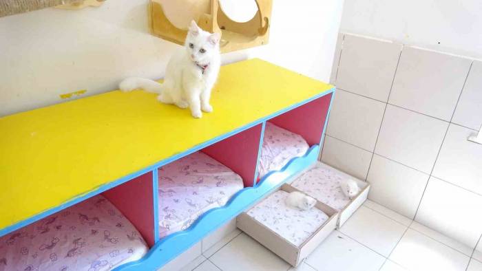 En Güzel Van Kedisi Bu Yıl 4 Yavru Daha Doğurdu