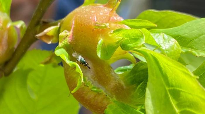 Terminatör Böcekler Katil Arılarla Savaşacak