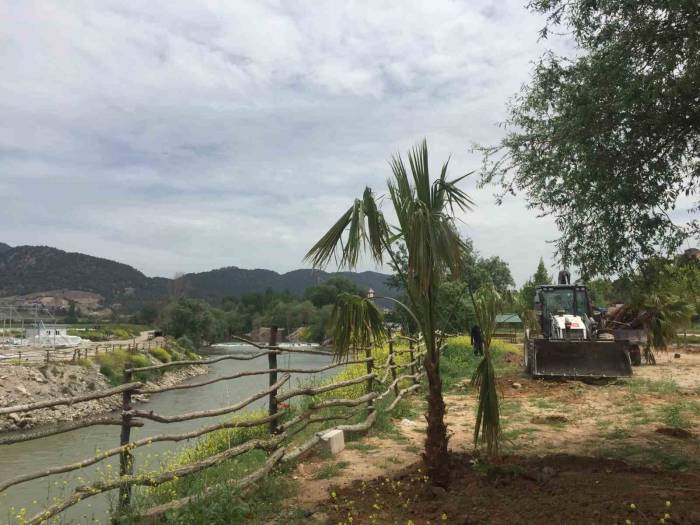 Sakarya Nehri Kıyısına Palmiye Ağaçları Dikildi