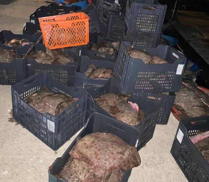 İstanbul’da Yasa Dışı Avlanan 9 Ton Kalkan Balığı Ele Geçirildi